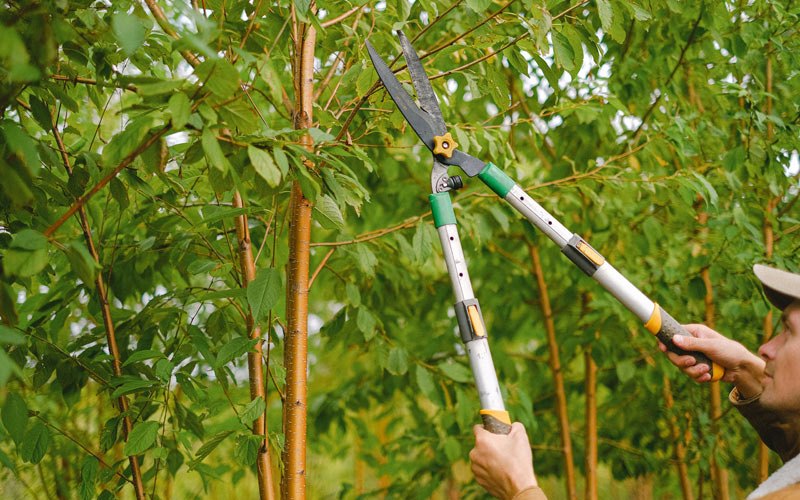 Tree trimming in Bowbells, ND