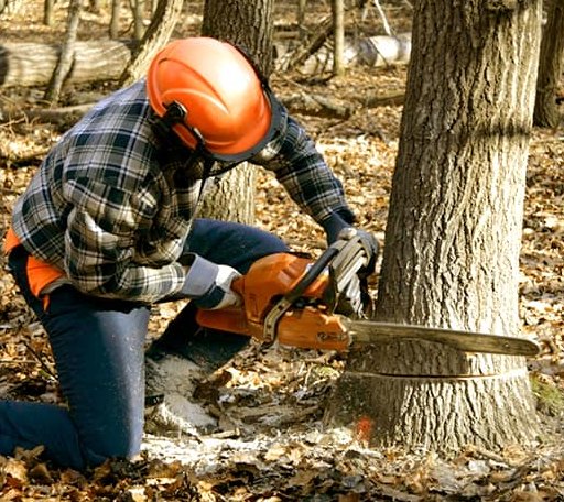 Tree Removal in Bowbells, ND